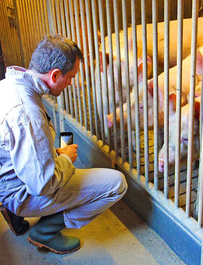 Tierwohl Schweinestall - Mindestens Haltungsform 2